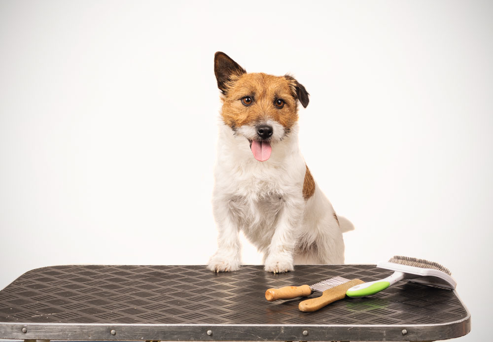 Hond achter triltafel