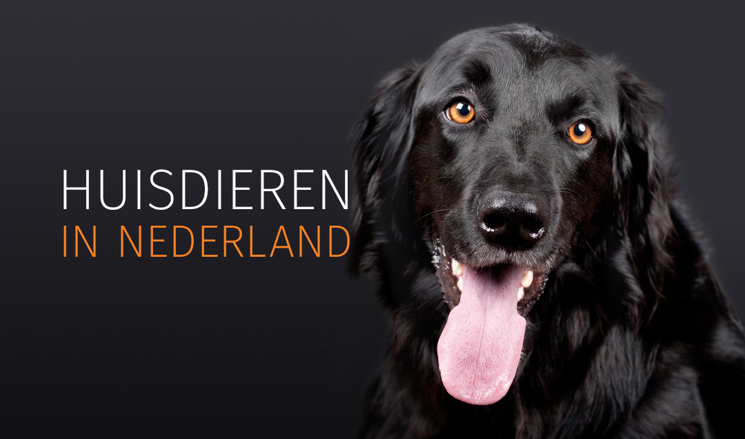 Huisdieren in Nederland