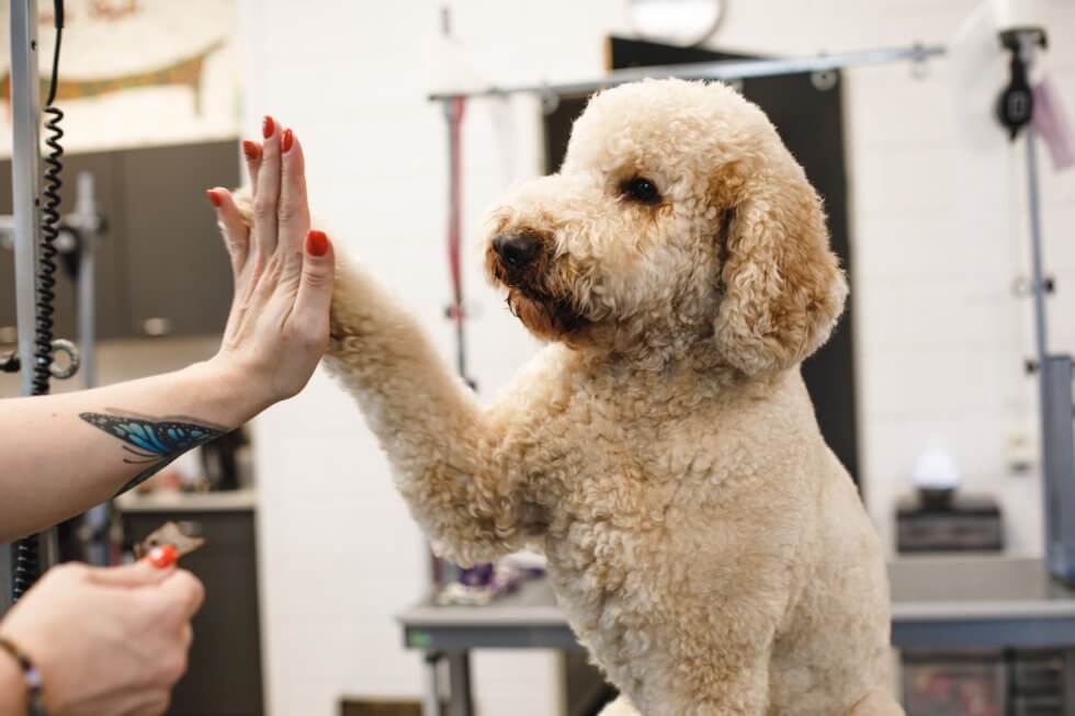 Doodle@home workshops voor doodle-eigenaren